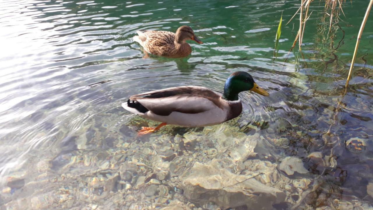 Vacation House Home, Plitvice Lakes National Park พลิตวิชกา เยเซรา ภายนอก รูปภาพ